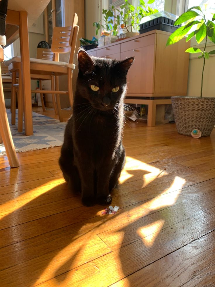 a black cat sitting on top of a wooden floor