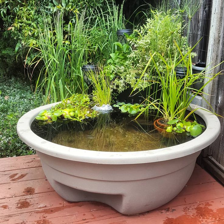 an outdoor pond with plants growing in it