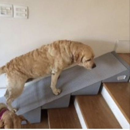 an orange cat standing on top of a stair case