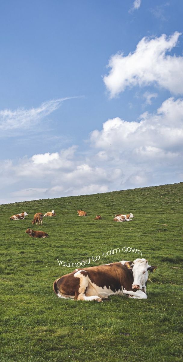 cows laying down in a field with the words you need to go down on them