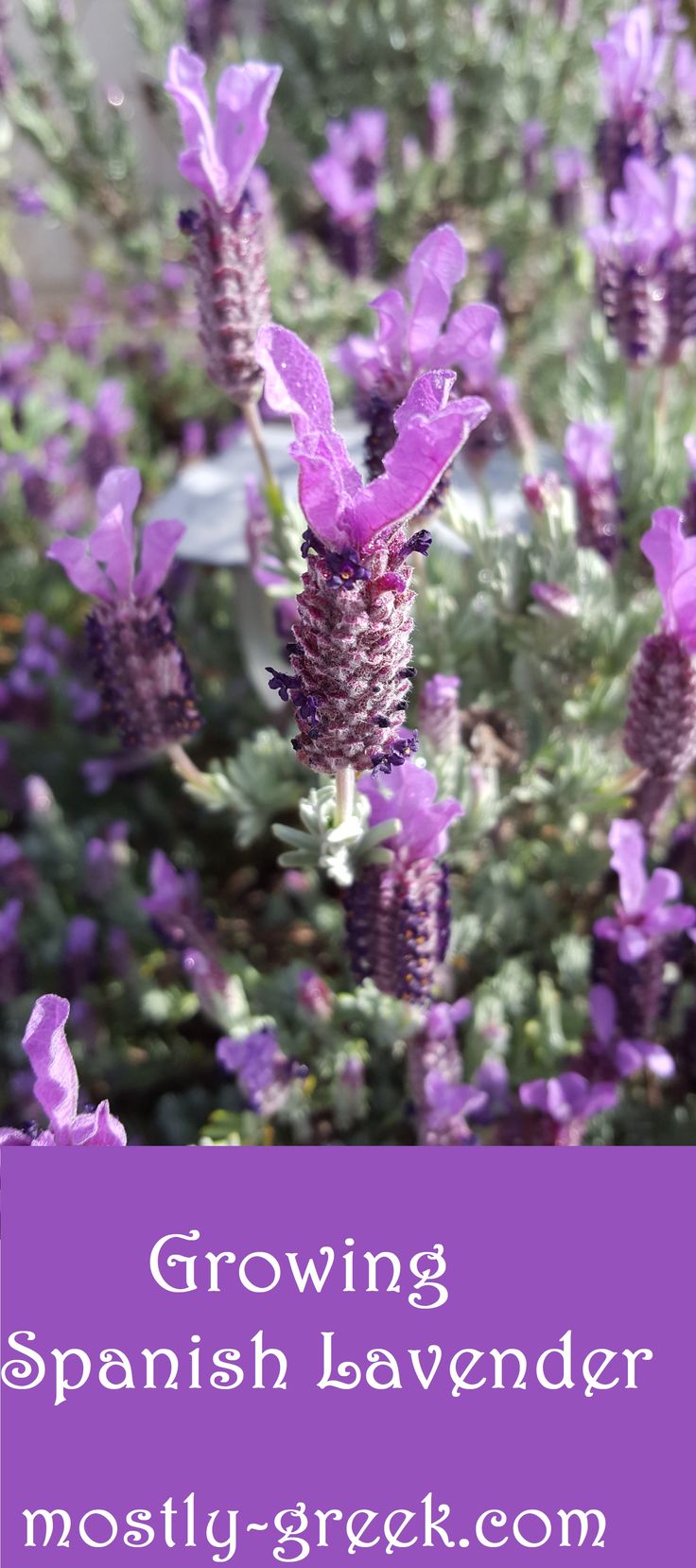 purple flowers are blooming in the garden