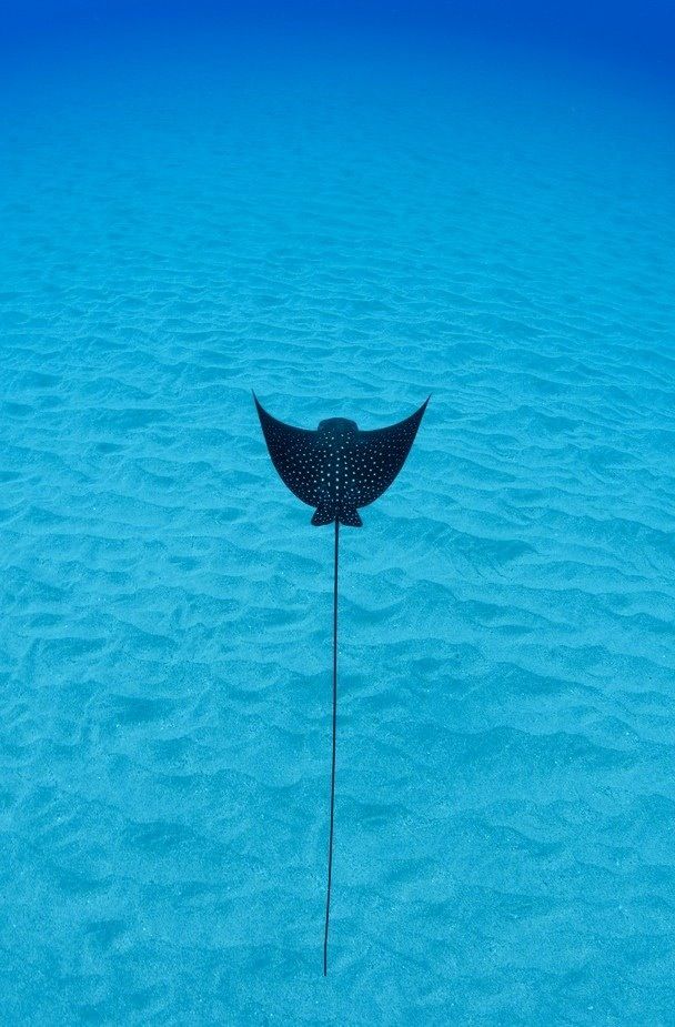 a manta ray swims in the blue water with its long tail sticking out