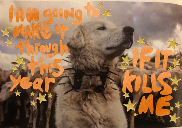 an image of a dog with stars on it's collar that says i'm going to make it through this year kills me