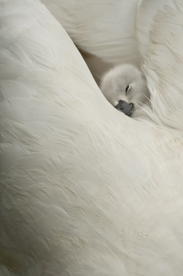 a baby swan is curled up in its mother's arms