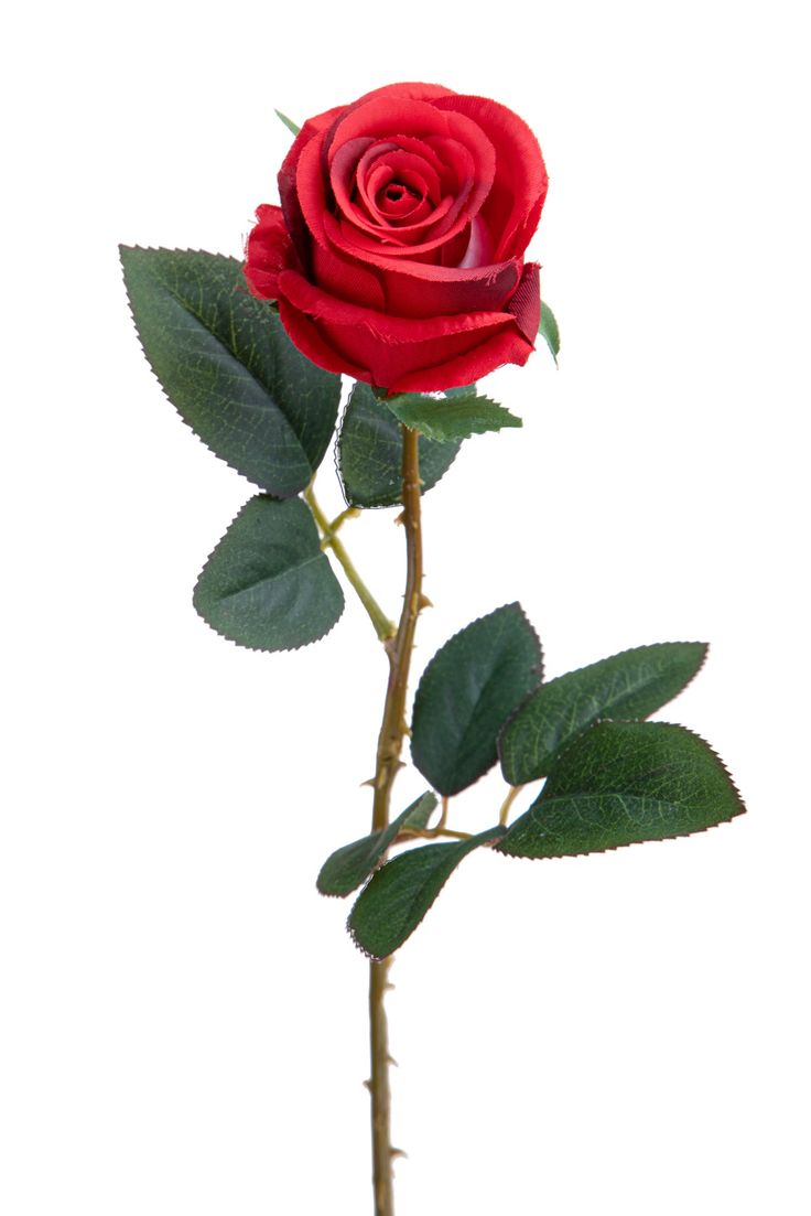 6 Rose Artificiali Boccio 65 cm rosso-1 Rose Reference, 12 Roses, Rosa Parks, Rose Rouge, Flowers Bouquet, Flower Pots, Beautiful Flowers, On Sale, Flowers