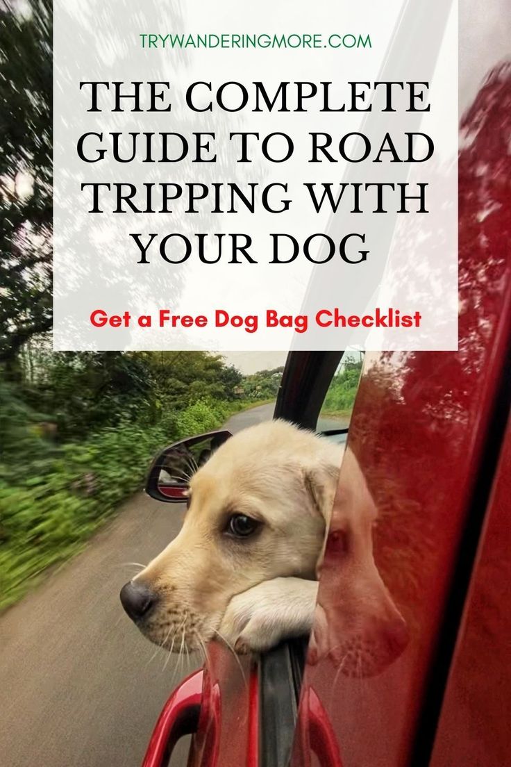 a dog sticking its head out the window of a car with text overlay that reads, the complete guide to road tripping with your dog