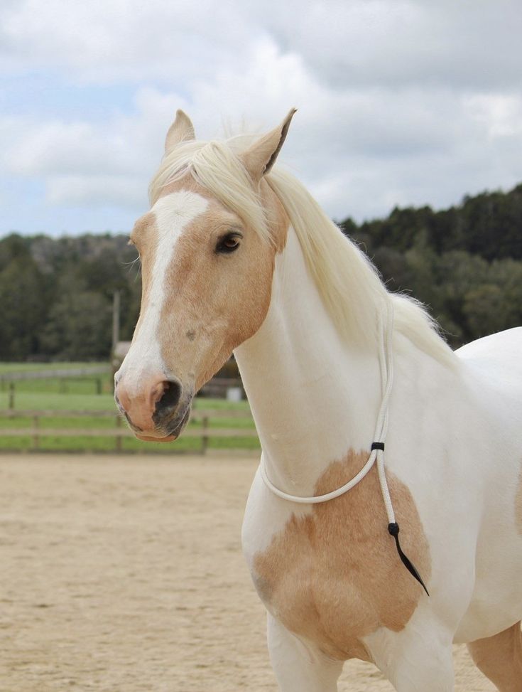 a white and brown horse standing on top of a dirt field with trees in the background