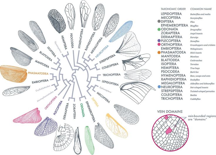 a circular diagram with many different types of leaves in it and the names on each side