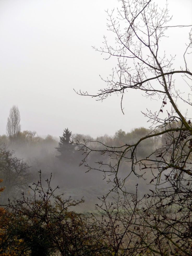 the fog is covering the trees in the distance and there are no leaves on them