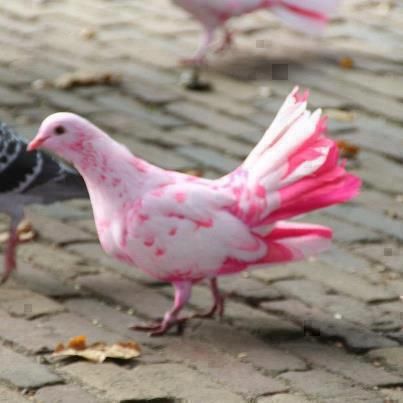 two birds with pink and white feathers are standing on the ground