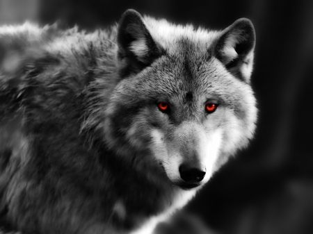 a black and white photo of a wolf with red eyes