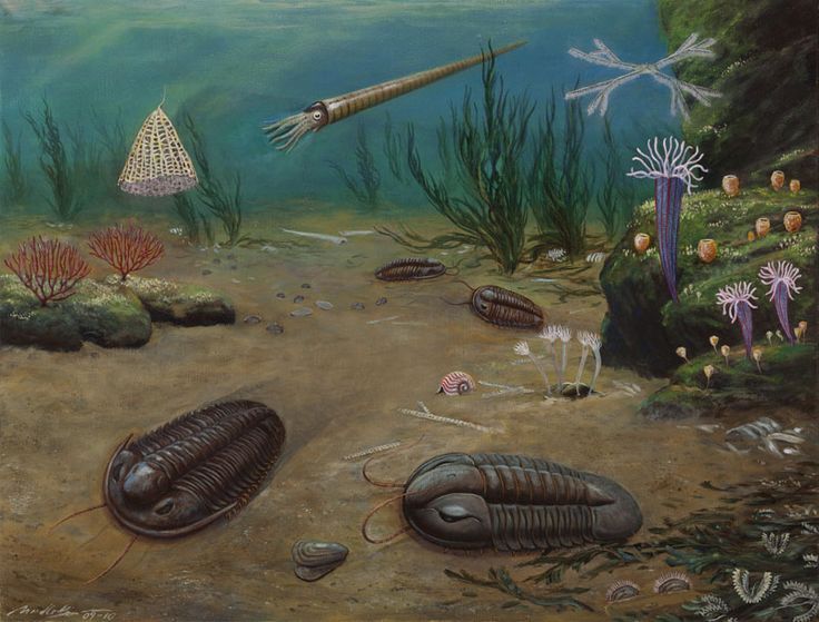 an underwater scene with various animals and plants