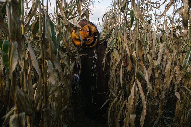 a scarecrow standing in a corn field with his face painted like a tiger on it's head