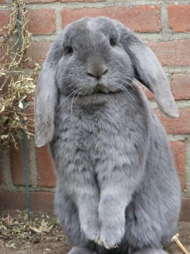 a gray rabbit sitting in front of a brick wall