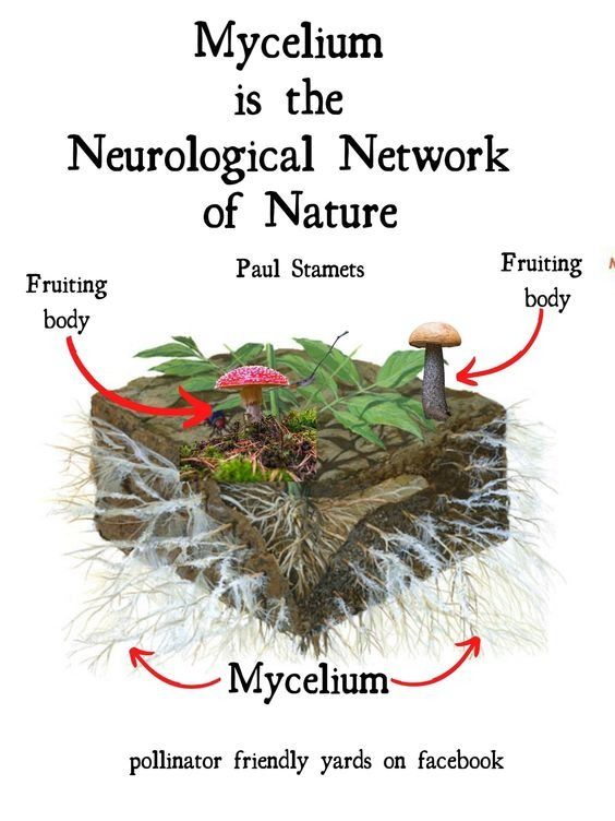 an image of the neurological network of nature, including mushrooms and other plants