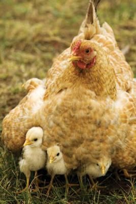 an adult chicken standing next to two small chicks in the grass with one chick laying on its back