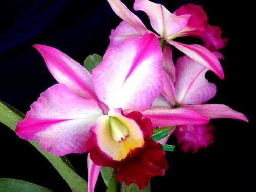 two pink and yellow flowers with green leaves in front of a black background, one flower is blooming