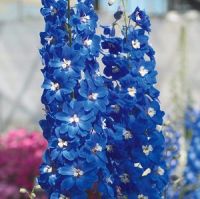 blue flowers are in the foreground with other colorful flowers in the backgroud