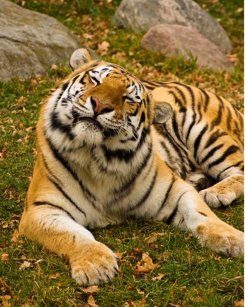 a tiger laying in the grass next to some rocks