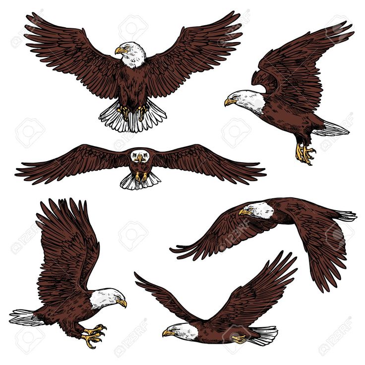 an image of bald eagles flying in the air