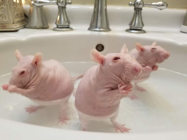 two sphydrah mice in a sink with water running down the side and their tails sticking out