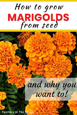 yellow flowers with the words how to grow margods from seed and why you want to