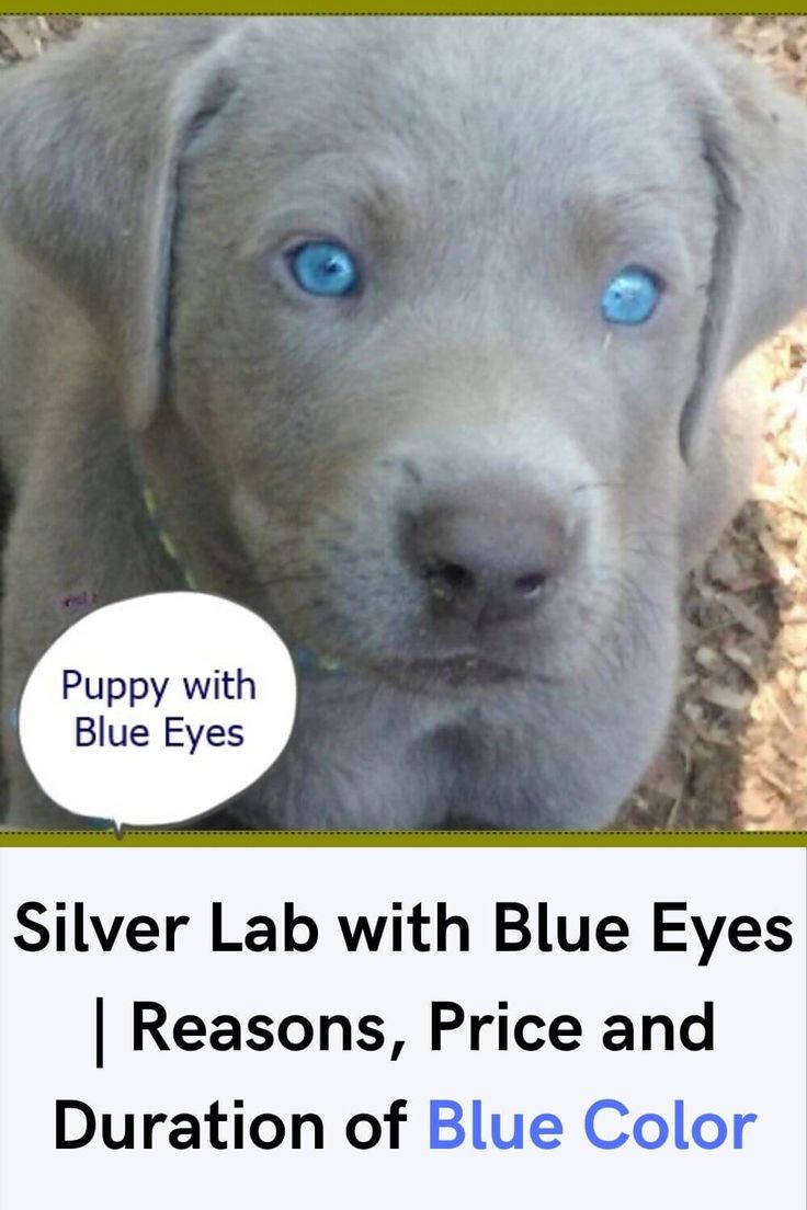 a puppy with blue eyes is looking at the camera and has a speech bubble above it that says silver lab with blue eyes reason, price and description of blue color