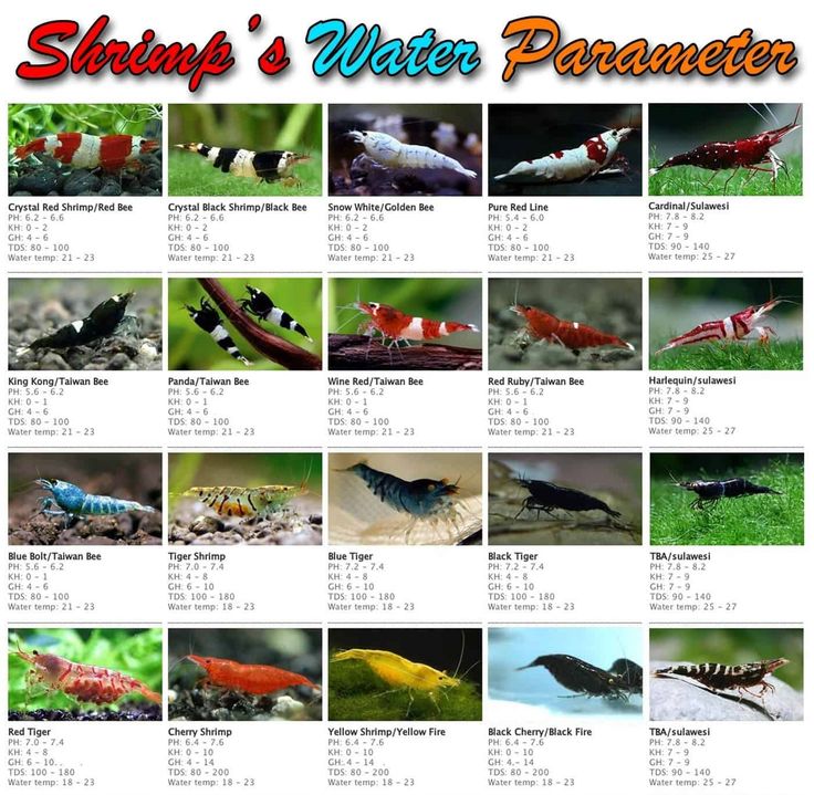 many different types of bugs and insects on the same page, including one that is in color