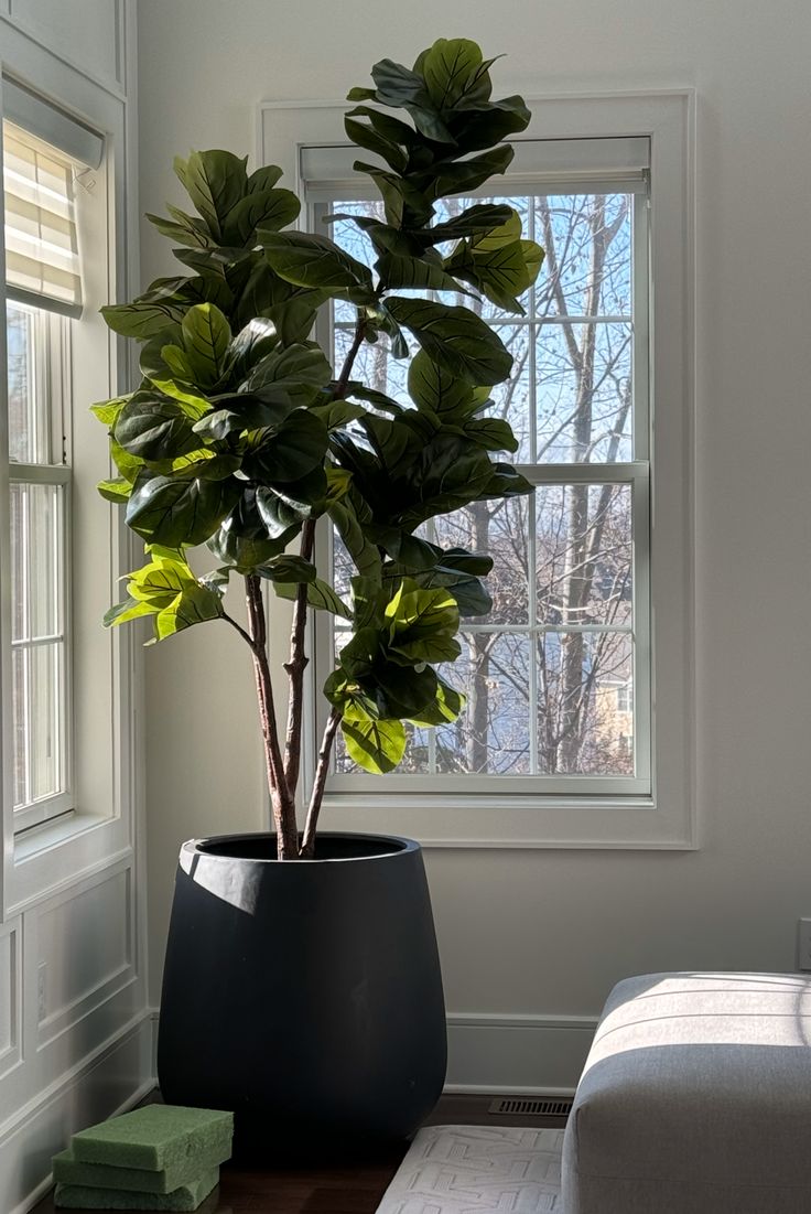 a potted plant sitting in front of a window