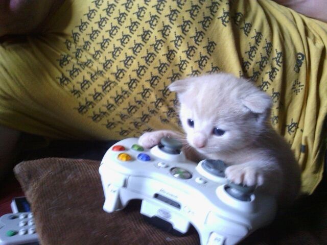 a small kitten is playing with a video game controller on a man's lap