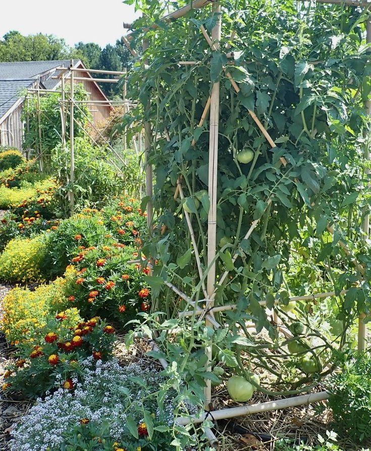 a garden filled with lots of different types of plants