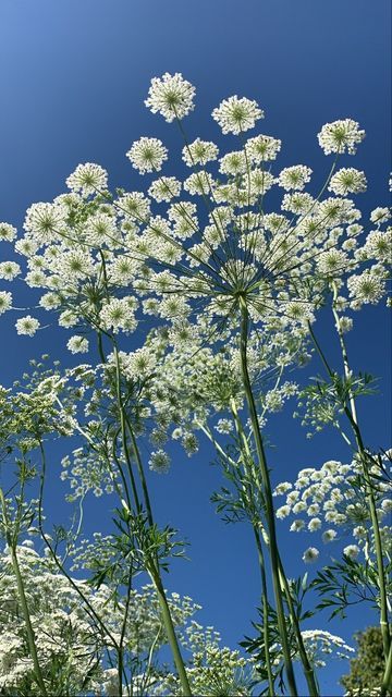 some white flowers and blue sky in the background