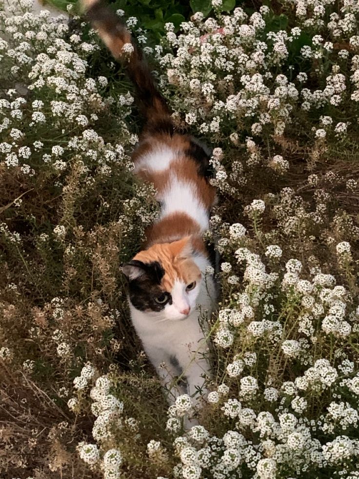 an orange and white cat walking through some flowers