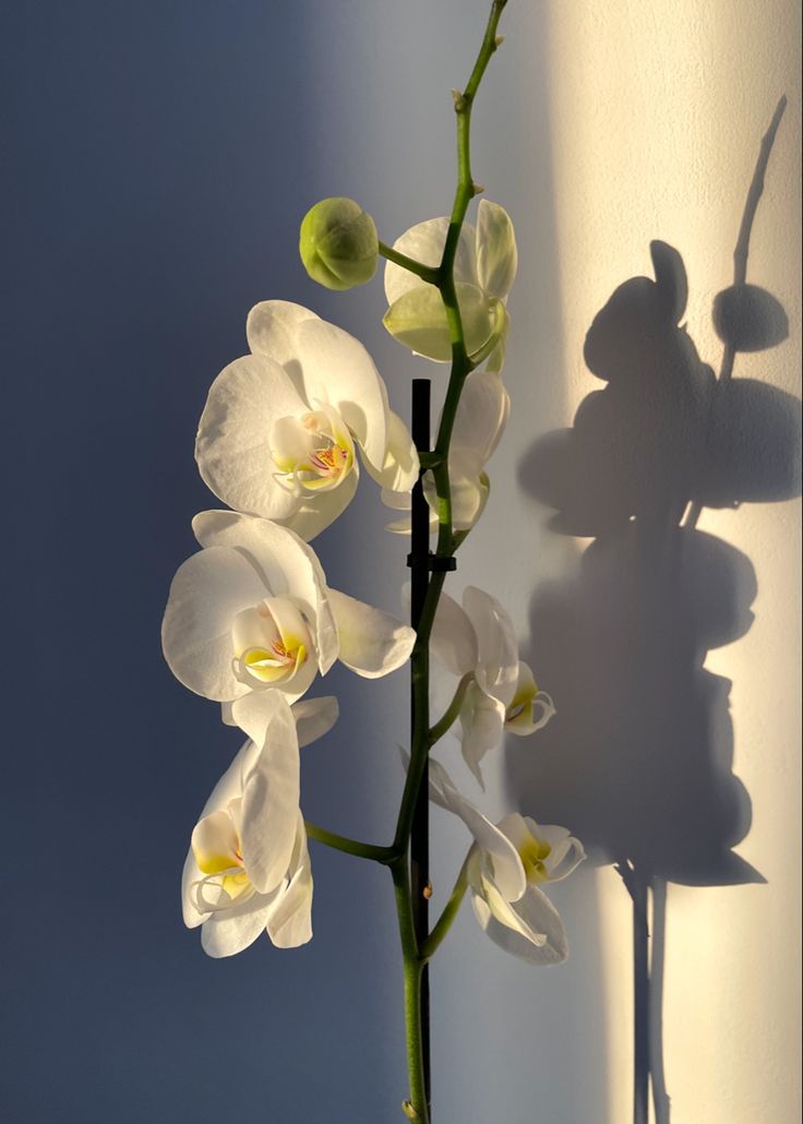 a vase with white flowers in it and the shadow of a mouse on the wall behind it