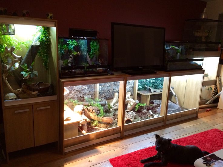 a cat laying on the floor in front of some fish tanks