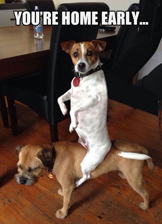 two dogs are playing with each other on the floor in front of a dining room table