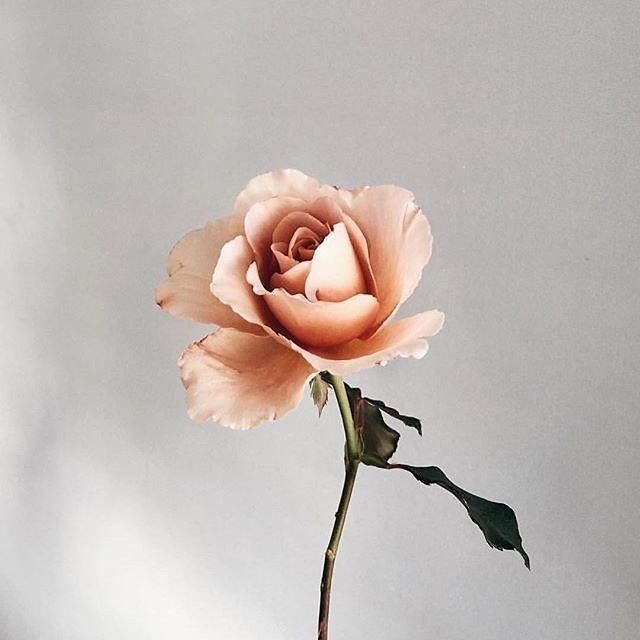 a single pink rose sitting in a vase