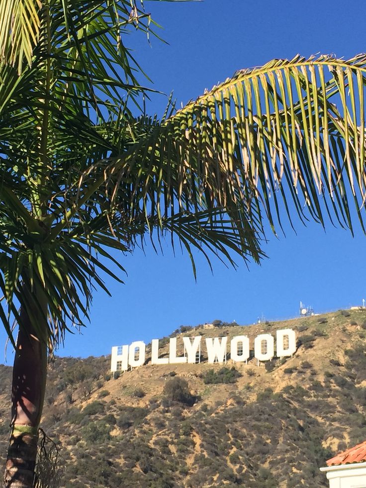 the hollywood sign is visible from behind a palm tree