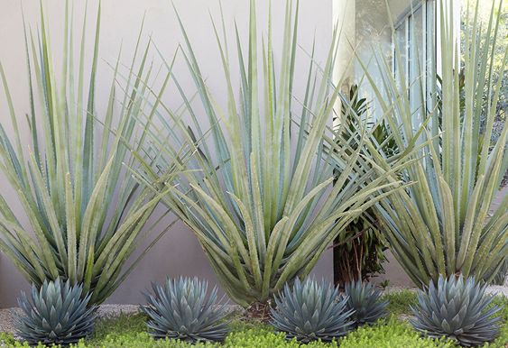 some very pretty blue plants by the side of a building with grass growing out of it