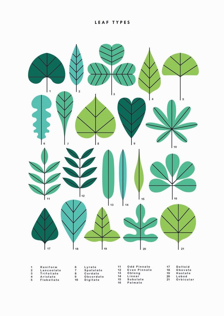 the different types of leaves are shown in this illustration, and it is easy to read