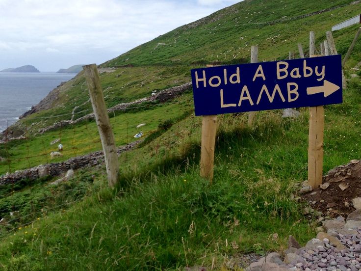 a blue sign that says hold a baby lamb on the side of a hill by the ocean