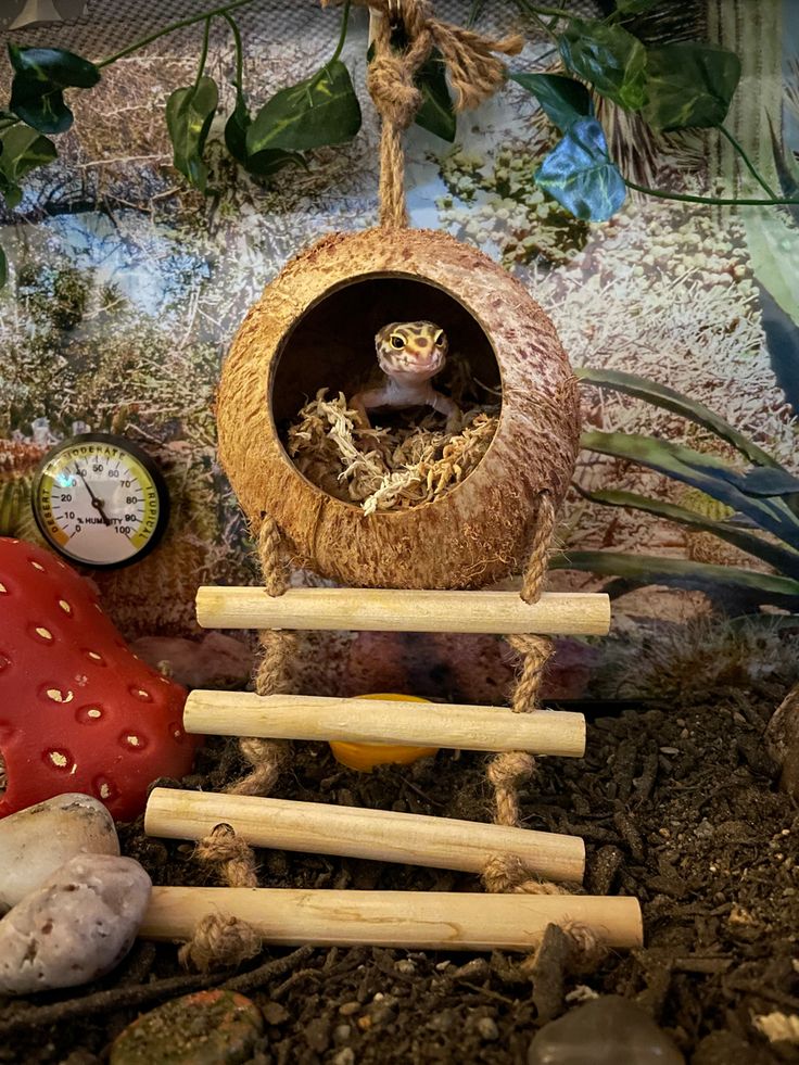 a frog is sitting in a nest made out of wood