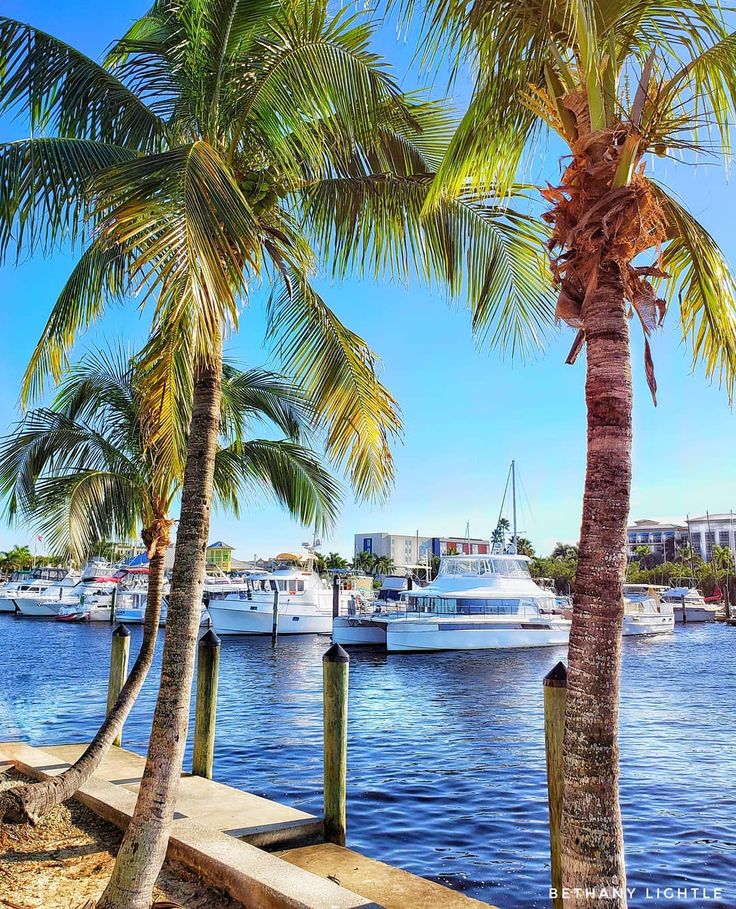 palm trees and boats in the water at a dock on a sunny day with blue sky