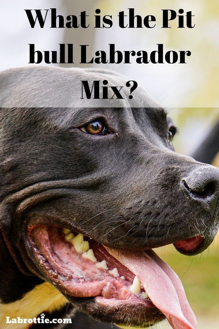 a dog with its tongue out and the words what is the pit bull labrador mix?