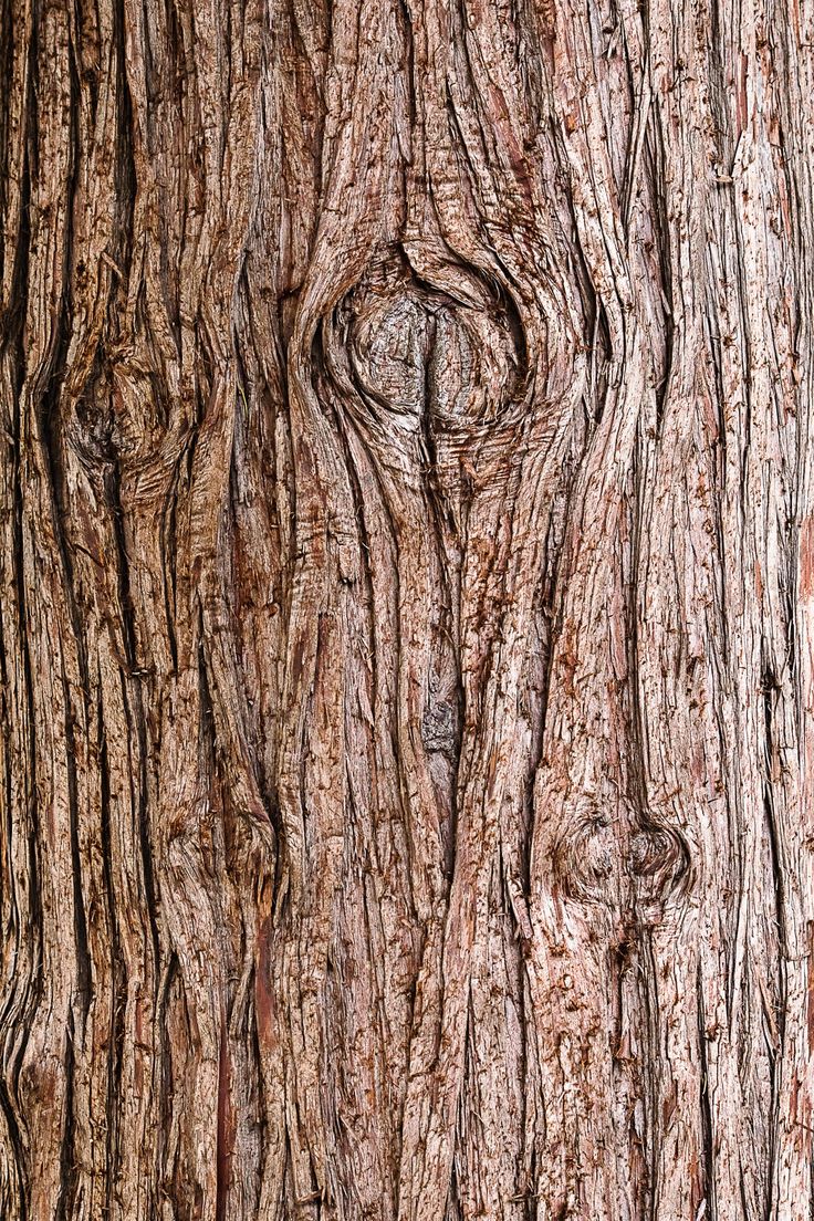 the bark of a large tree with many different patterns on it