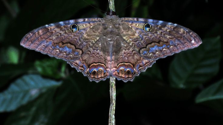 a brown and blue butterfly sitting on top of a leaf covered tree branch in front of some green leaves