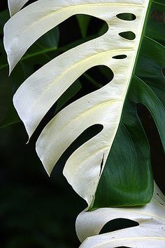 a large white leaf with holes in it