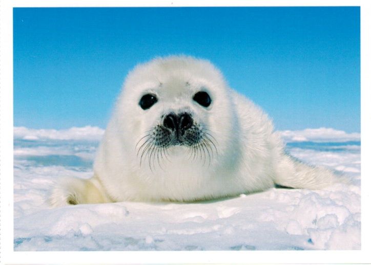 a white seal sitting in the snow with its eyes wide open and looking at the camera