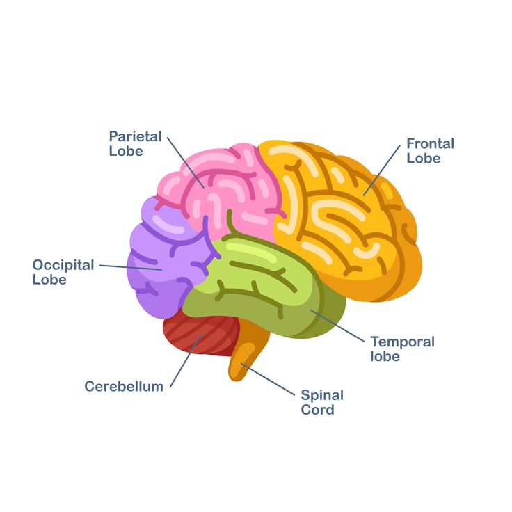 the human brain labeled in different colors