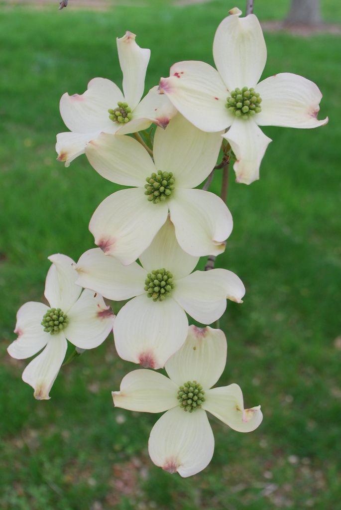 white dogwood flowers blooming on a tree branch in the grass near a park